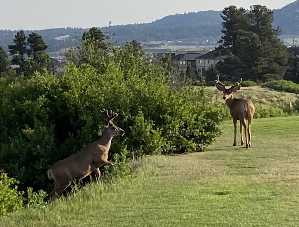 Mule deer at Red Hawk Ridge Golf Course in Castle Rock, Colorado