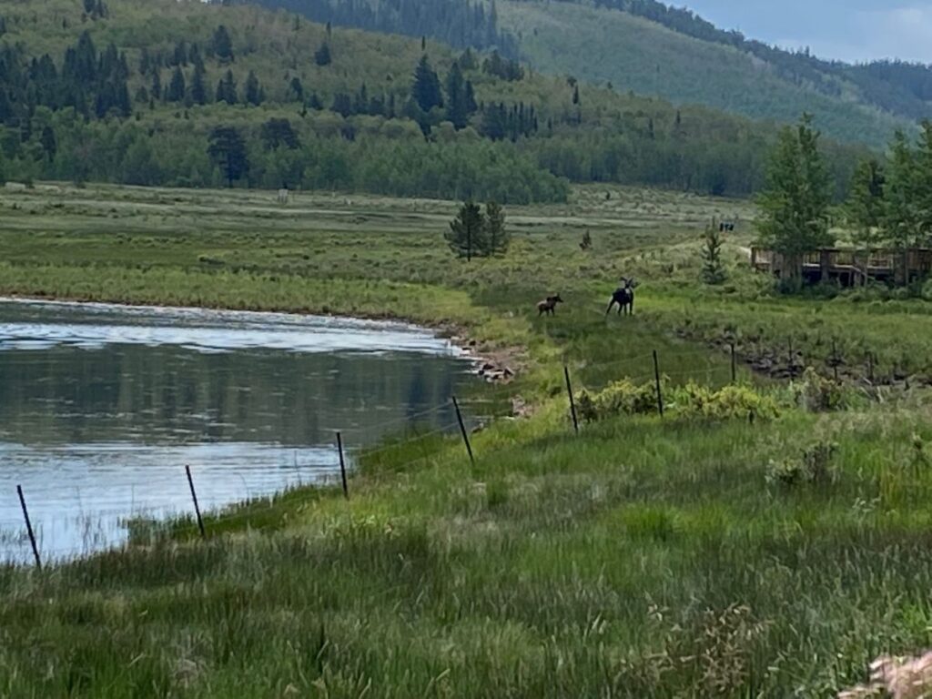 Cow moose and calf in the Colorado foothills.